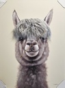 Orig. Leinwandbild 3D "Lama" 75 x 100 cm
