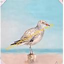 [REF] Leinwandbild Einzelne Möwe re. 60 x 60 cm